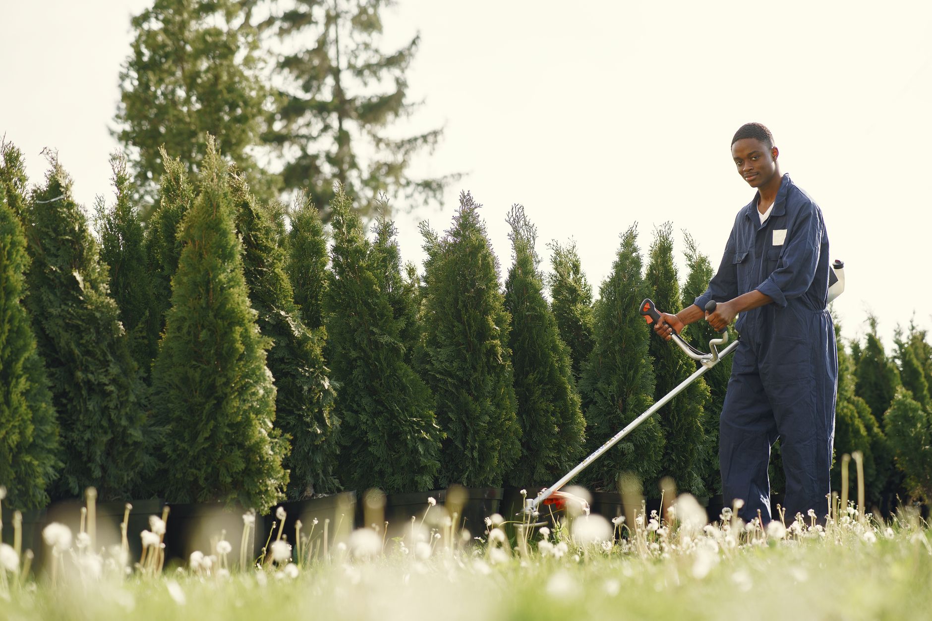 Tree Service